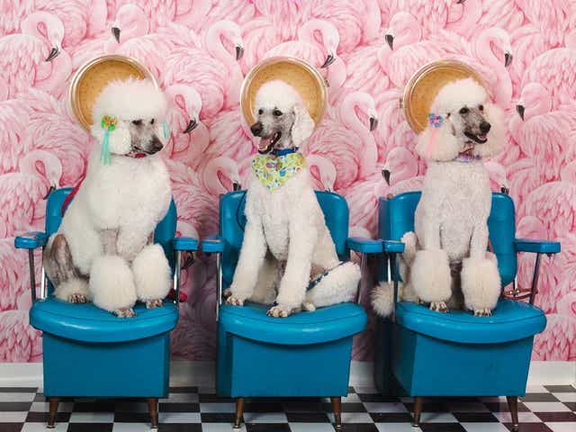 <p>The Vetster Salon posed these poodles</p>