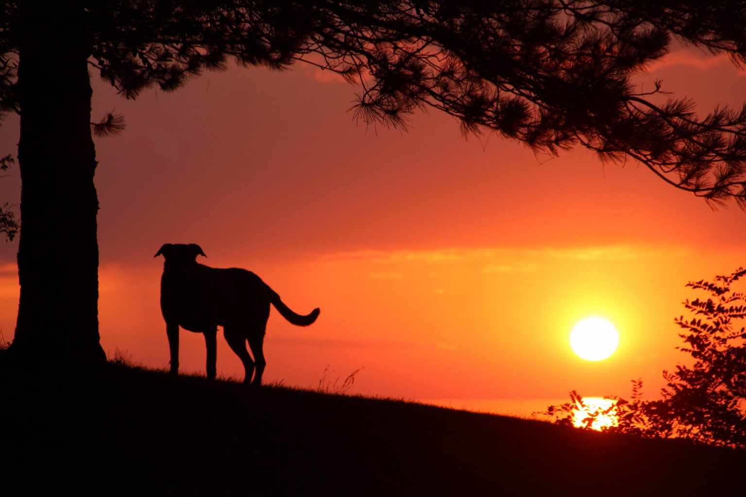 Silhouette of a dog standing next to a tree under a red sunset sky.