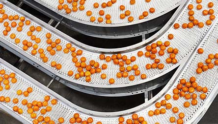 Oranges on a conveyor belt