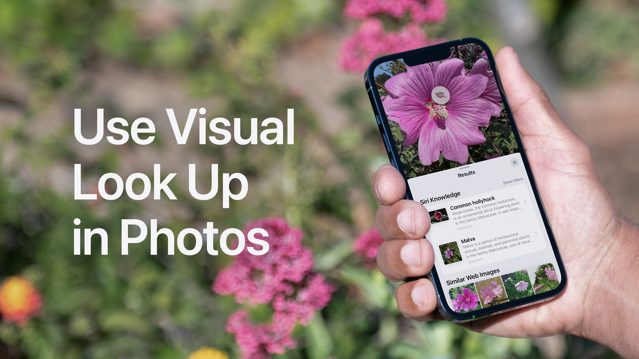 How to use Visual Look Up in Photos. A photo of a flower is shown on iPhone with a Visual Look Up icon of a leaf over it. Under the photo, a Results card is shown with Siri Knowledge about the flower and similar web images of other flowers.