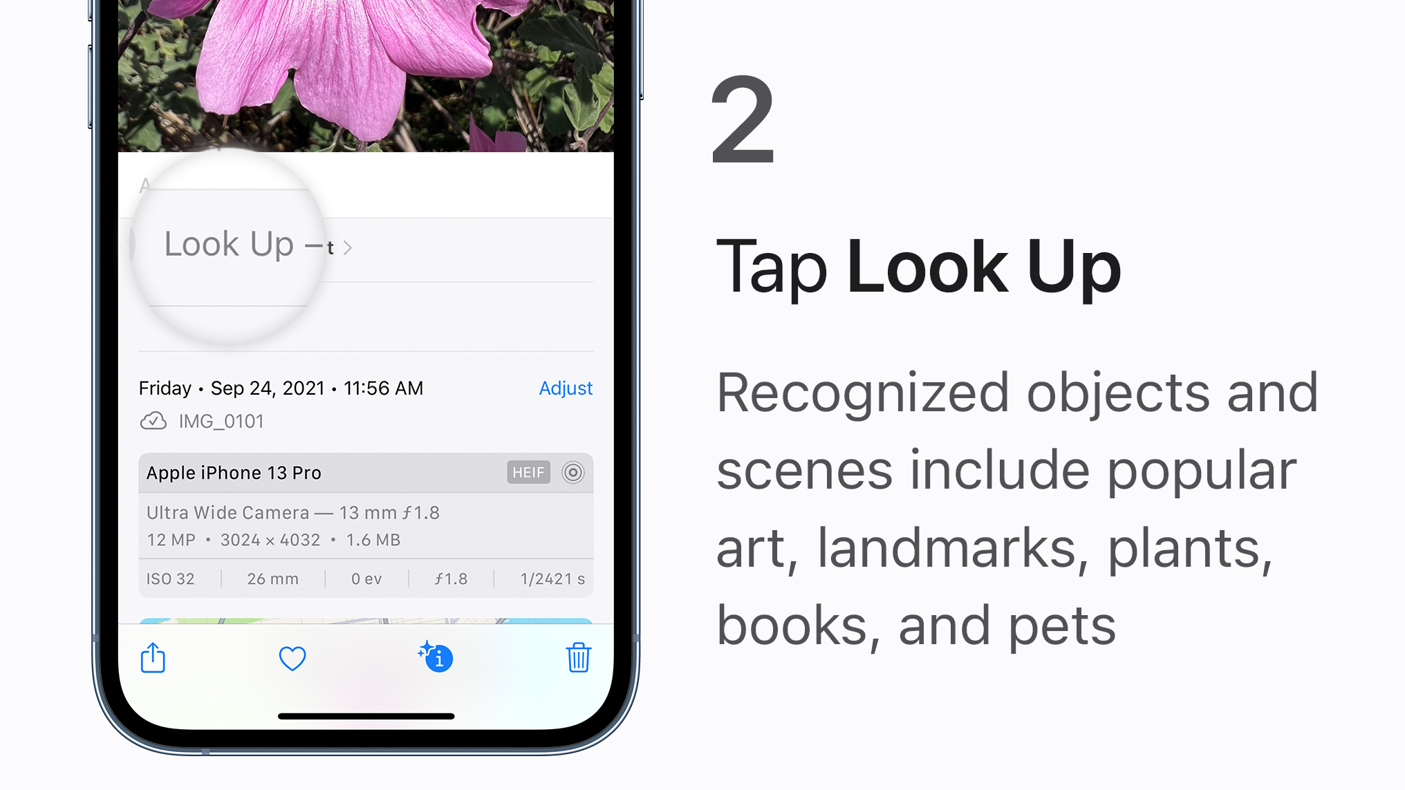 Step 2:
Tap Look Up. Recognized objects and scenes include popular art, landmarks, plants, books, and pets.
