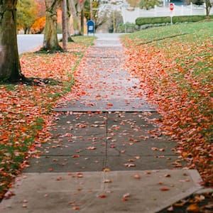 Concrete sidewalk outside a home in neighborhood with orange leaves on the grass