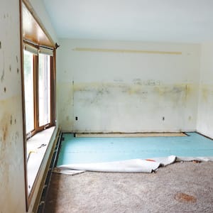 mold in a home