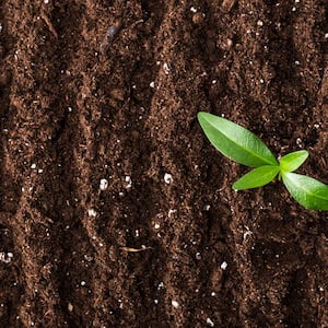 Seedling in soil of garden