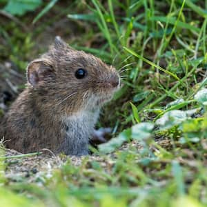 A common vole in a tunnel