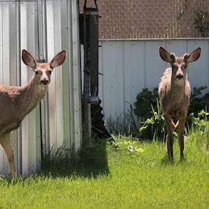 Two deers visiting the back garden