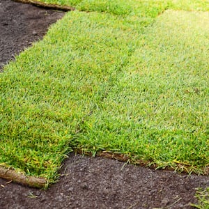 Fresh sod installation in yard