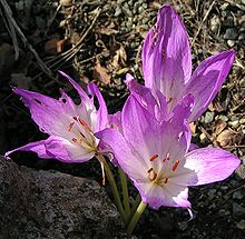 Colchicum bowlesianum01.jpg