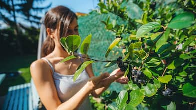 Woman with black chokeberry in garden