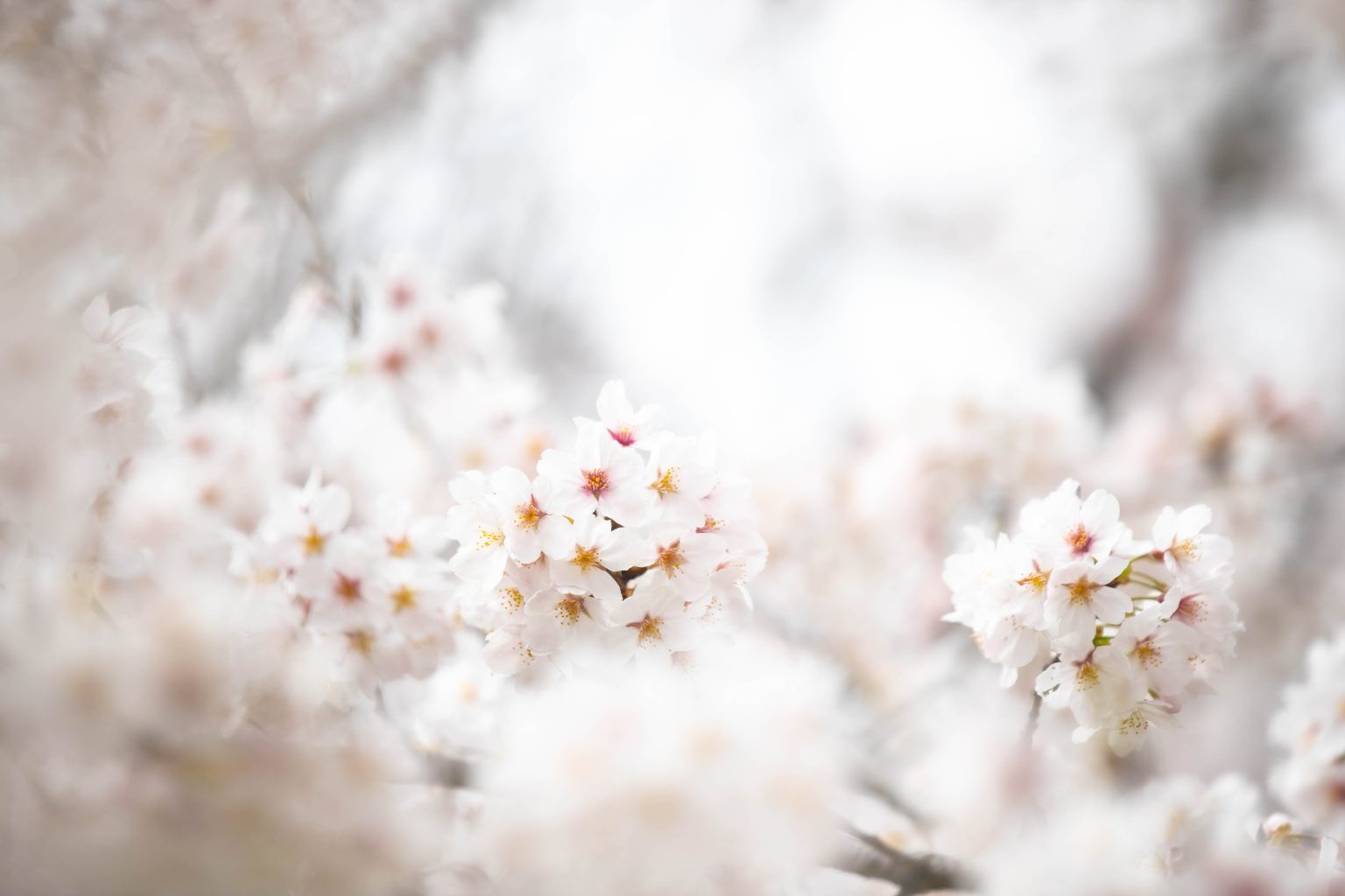 White cherry blossoms blooming on a blurred background. Photo contributed to the WordPress Photo Directory by Kanta.