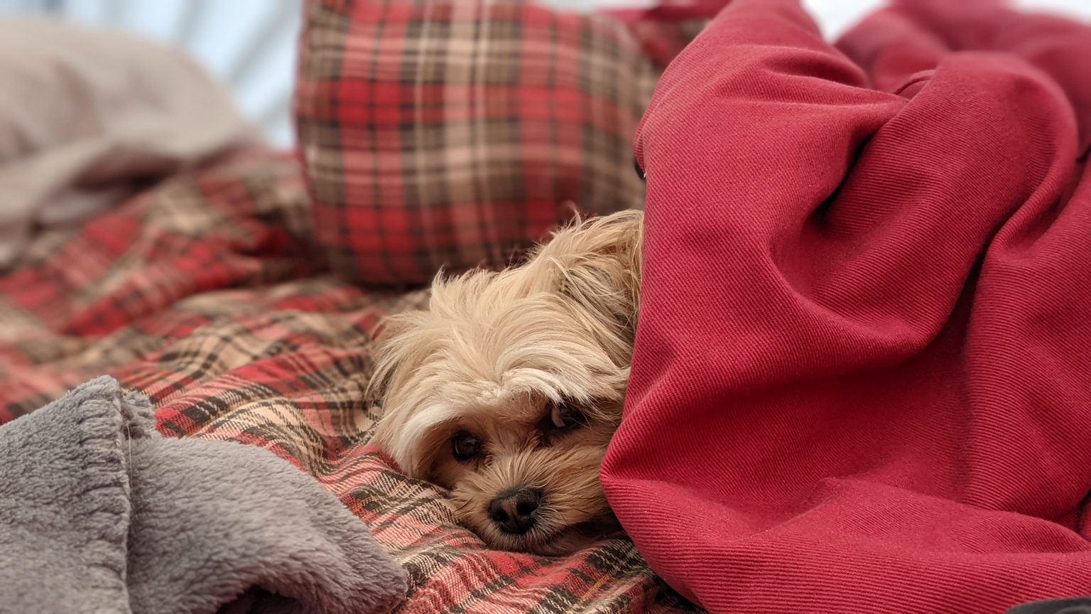 A little dog poking her head out and waking up in the morning in her sleeping bag.