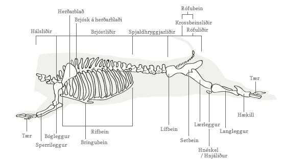 Beinagrind