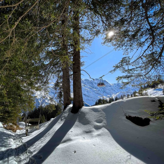 Cable car passing the woods, Mürren