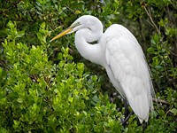 Bird photography in Florida's wetlands with the OM System OM-1