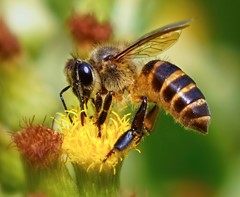 Bee on Flower