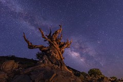 Milky Way Rise over Ancient Bristlecone Pine