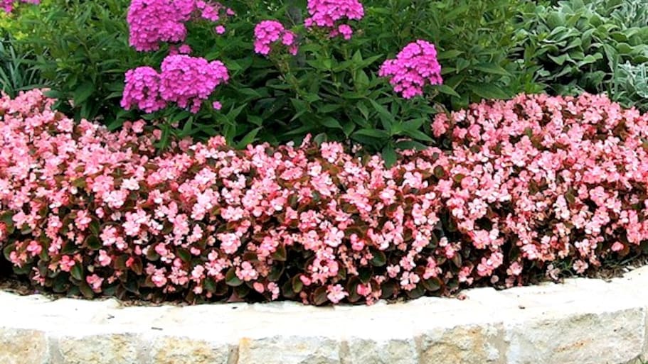 bed of begonias