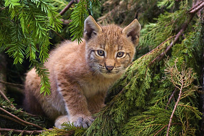 Lynx lynx (A Young Lynx)
