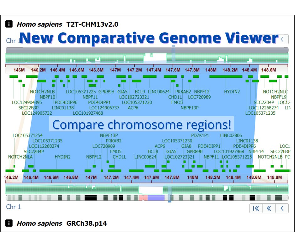 CGV view of a region containing a relative inversion between two human assemblies. Text reads: "New Comparative Genome Viewer: Compare chromosome regions!"