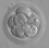 Embryo, 8 cells45px.png