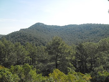 Pinus halepensis forest