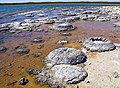 Image 51Lithified stromatolites on the shores of Lake Thetis, Western Australia. Archean stromatolites are the first direct fossil traces of life on Earth. (from History of Earth)