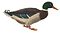 Cuvier-97-Canard colvert.jpg