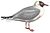 D'Orbigny-Mouette rieuse et Bec-en-ciseaux white background.jpg