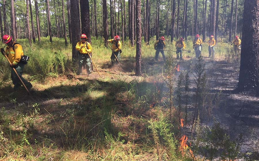 Florida Forest Service