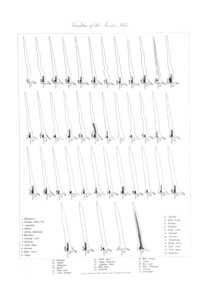 Varieties of Javanese keris