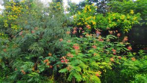 Nature and Flowers in September