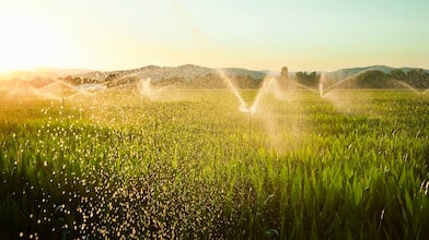 Backflow irrigation system in cornfield