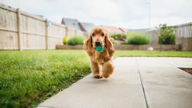 A cute cocker spaniel dog playing in the fenced garden