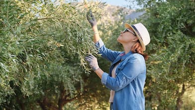 Woman inspecting olive trees in her farm