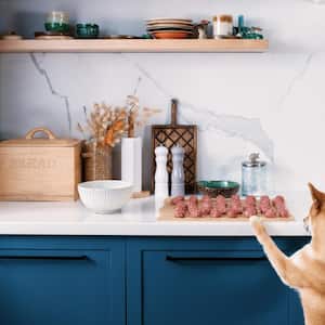 A dog in the kitchen
