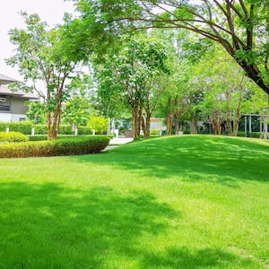 Fresh green carpet grass