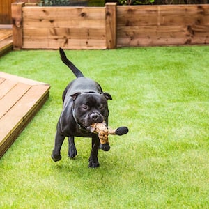 A dog runs on artificial grass