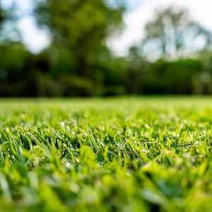 Fresh green grass lawn