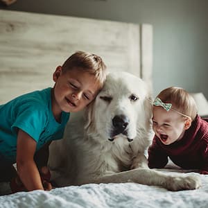 Little boy, toddler play with dog on bed