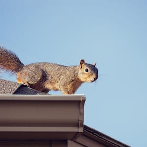 Squirrel on the roof 