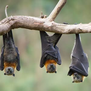 Three bats resting on a tree branch