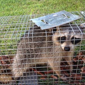 raccoon in wildlife control cage
