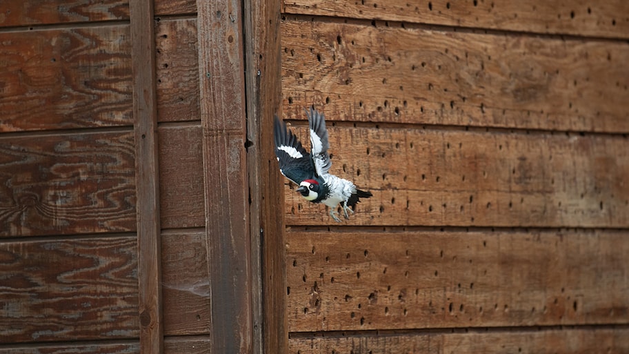 A woodpecker flies in front of a house