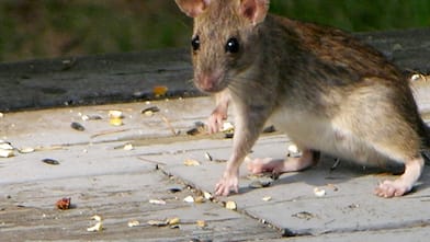 closeup of a rat running around outside on concrete