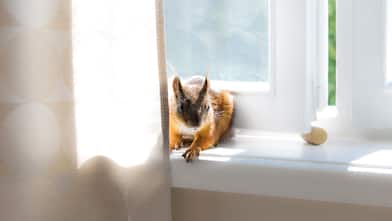 A squirrel hiding behind a curtain in a house