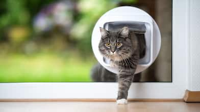 A gray cat uses a cat flap