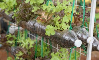 growing lettuce in used plastic bottles, reuse recycle eco concept