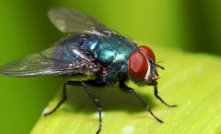 House fly on leaf outside