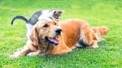 My Pet and Me - Thinking about getting a family pet?