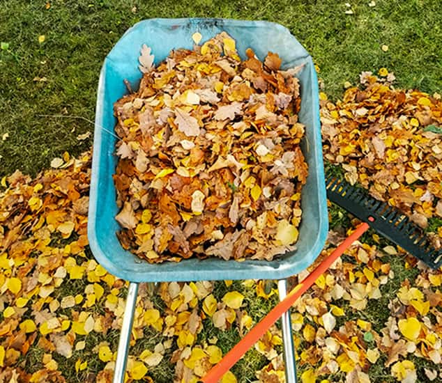 Yard Cleaning